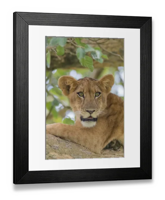 Framed Print : Africa, Uganda, Ishasha, Queen Elizabeth National Park. Lioness, (Panthera leo) in tree