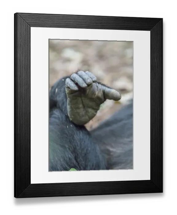 Framed Print : Africa, Uganda, Kibale Forest National Park. Chimpanzee (Pan troglodytes) in forest