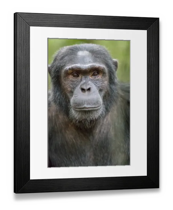 Framed Print : Africa, Uganda, Kibale Forest National Park. Chimpanzee (Pan troglodytes) in forest Framed Print : Africa, Uganda, Kibale Forest National Park. Chimpanzee (Pan troglodytes) in forest