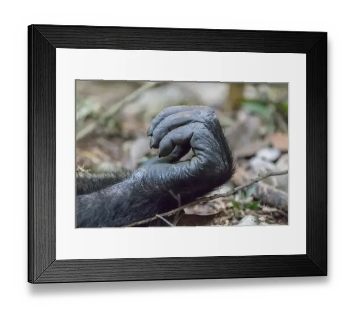 Framed Print : Africa, Uganda, Kibale Forest National Park. Chimpanzee (Pan troglodytes) in forest Framed Print : Africa, Uganda, Kibale Forest National Park. Chimpanzee (Pan troglodytes) in forest