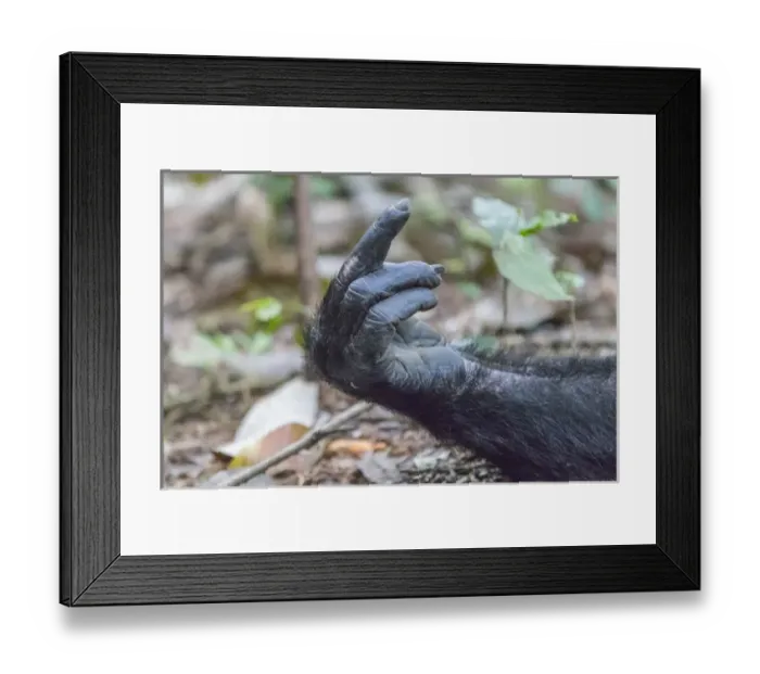 Framed Print : Africa, Uganda, Kibale Forest National Park. Chimpanzee (Pan troglodytes) in forest Framed Print : Africa, Uganda, Kibale Forest National Park. Chimpanzee (Pan troglodytes) in forest