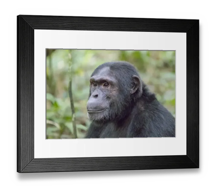 Framed Print : Africa, Uganda, Kibale Forest National Park. Chimpanzee (Pan troglodytes) in forest