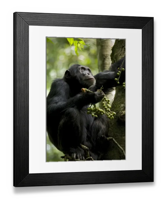 Framed Print : Africa, Uganda, Kibale National Park, Ngogo Chimpanzee Project. Perched in a fig tree Framed Print : Africa, Uganda, Kibale National Park, Ngogo Chimpanzee Project. Perched in a fig tree