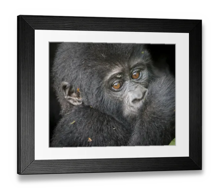 Framed Print : Africa, Uganda, Bwindi Impenetrable Forest and National Park. Mountain, or eastern gorillas