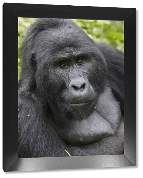 Africa, Uganda, Bwindi Impenetrable Forest and National Park. Mountain, or eastern gorillas