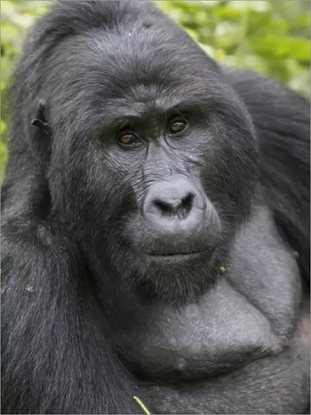 Africa, Uganda, Bwindi Impenetrable Forest and National Park. Mountain, or eastern gorillas