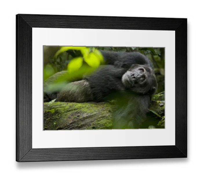 Framed Print : Africa, Uganda, Kibale National Park, Ngogo Chimpanzee Project