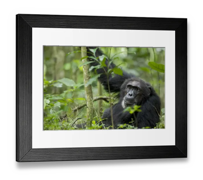 Framed Print : Africa, Uganda, Kibale National Park, Ngogo Chimpanzee Project. A wild male chimpanzee stares