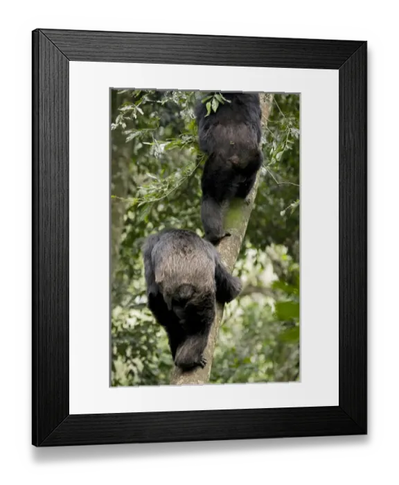 Framed Print : Africa, Uganda, Kibale National Park, Ngogo Chimpanzee Project. Natural climbers