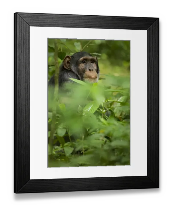 Framed Print : Africa, Uganda, Kibale National Park, Ngogo Chimpanzee Project Framed Print : Africa, Uganda, Kibale National Park, Ngogo Chimpanzee Project