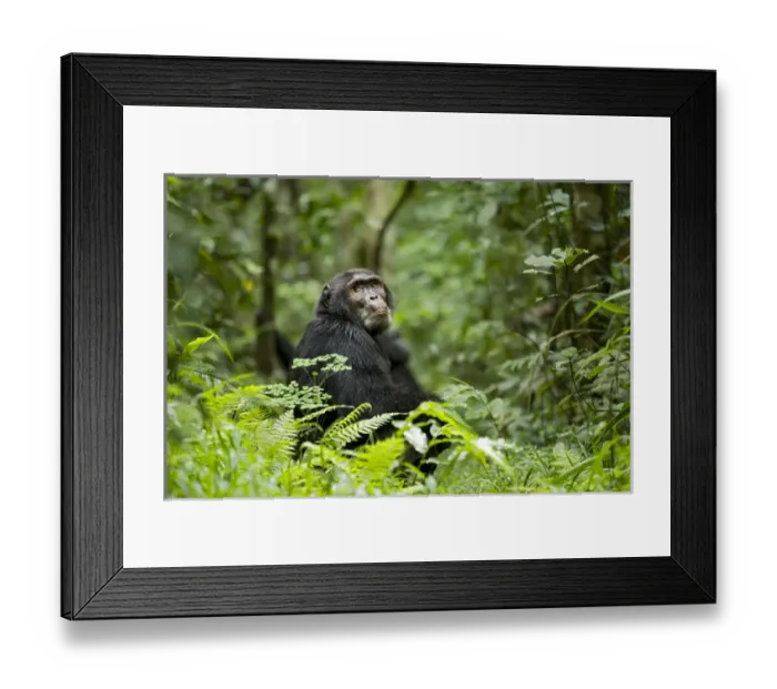 Framed Print : Africa, Uganda, Kibale National Park, Ngogo Chimpanzee Project Framed Print : Africa, Uganda, Kibale National Park, Ngogo Chimpanzee Project