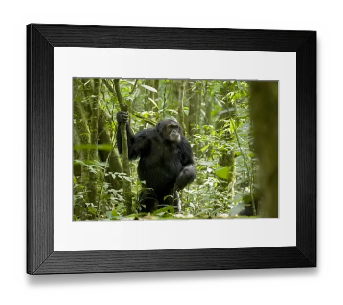 Framed Print : Africa, Uganda, Kibale National Park, Ngogo Chimpanzee Project Framed Print : Africa, Uganda, Kibale National Park, Ngogo Chimpanzee Project