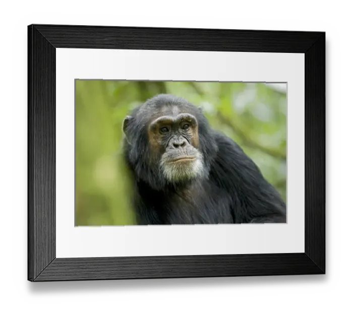 Framed Print : Africa, Uganda, Kibale National Park, Ngogo. A male chimpanzee listens alert Framed Print : Africa, Uganda, Kibale National Park, Ngogo. A male chimpanzee listens alert