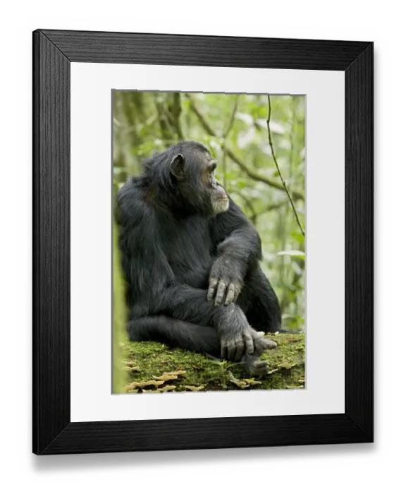 Framed Print : Africa, Uganda, Kibale National Park, Ngogo Chimpanzee Project