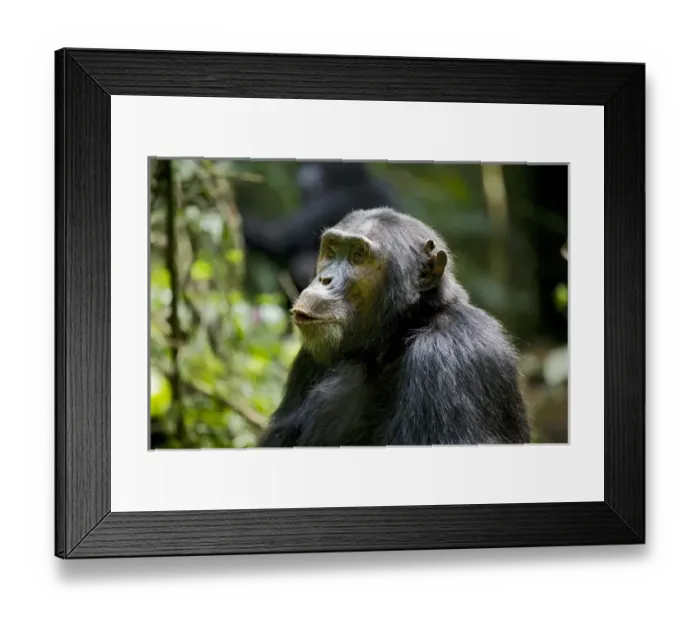 Framed Print : Africa, Uganda, Kibale National Park, Ngogo Chimpanzee Project Framed Print : Africa, Uganda, Kibale National Park, Ngogo Chimpanzee Project