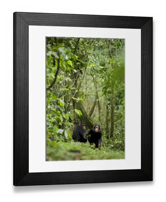 Framed Print : Africa, Uganda, Kibale National Park, Ngogo Chimpanzee Project Framed Print : Africa, Uganda, Kibale National Park, Ngogo Chimpanzee Project