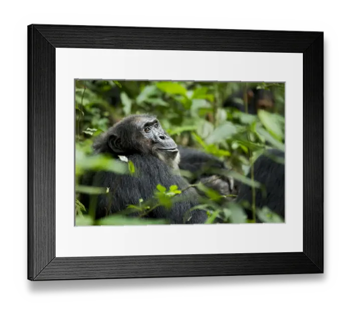 Framed Print : Africa, Uganda, Kibale National Park, Ngogo Chimpanzee Project Framed Print : Africa, Uganda, Kibale National Park, Ngogo Chimpanzee Project