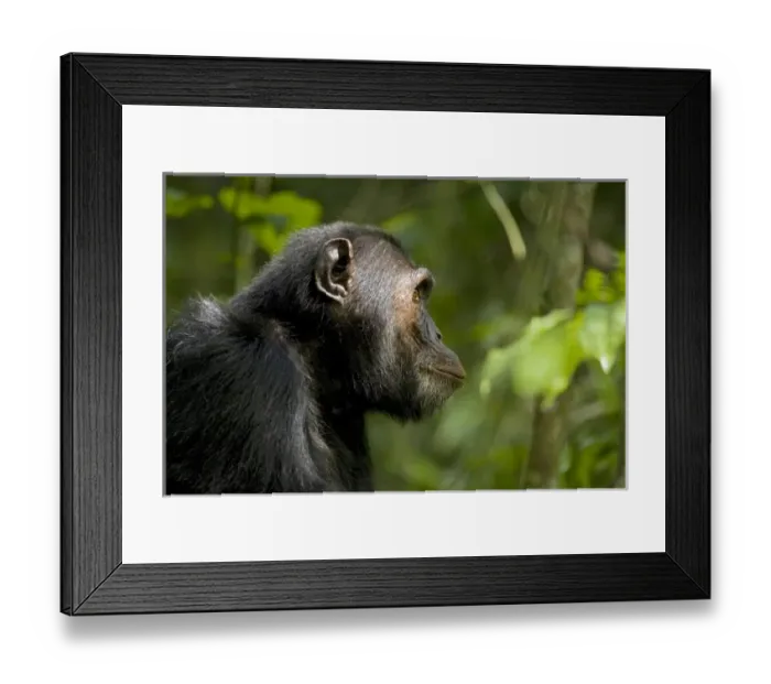 Framed Print : Africa, Uganda, Kibale National Park, Ngogo Chimpanzee Project Framed Print : Africa, Uganda, Kibale National Park, Ngogo Chimpanzee Project