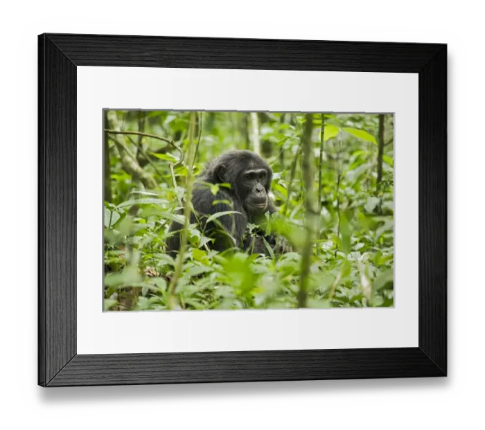 Framed Print : Africa, Uganda, Kibale National Park, Ngogo Chimpanzee Project Framed Print : Africa, Uganda, Kibale National Park, Ngogo Chimpanzee Project
