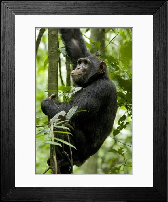 Framed Print : Africa, Uganda, Kibale National Park, Ngogo
