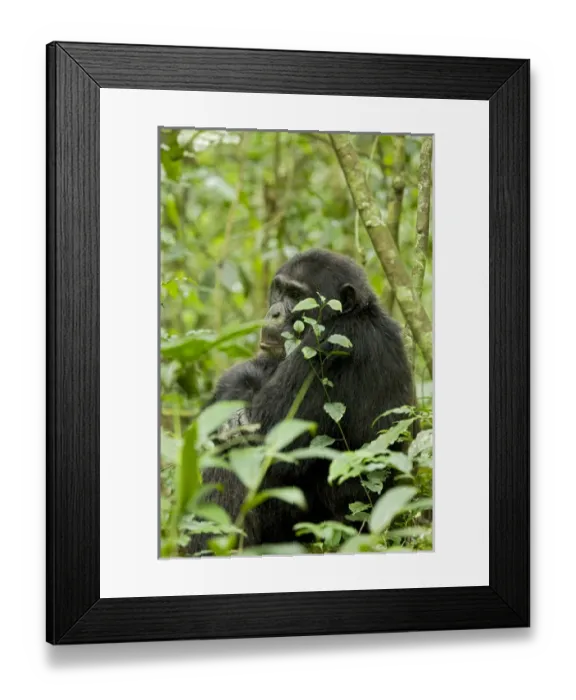 Framed Print : Africa, Uganda, Kibale National Park, Ngogo Chimpanzee Project. A male chimpanzee sits listening Framed Print : Africa, Uganda, Kibale National Park, Ngogo Chimpanzee Project. A male chimpanzee sits listening