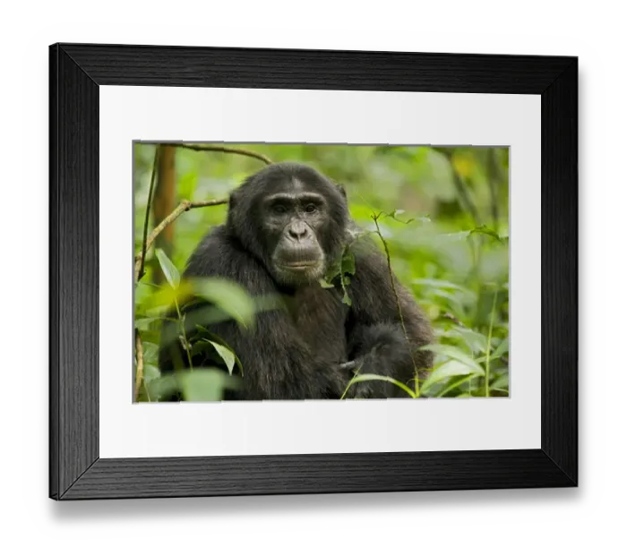 Framed Print : Africa, Uganda, Kibale National Park, Ngogo Chimpanzee Project. A male chimpanzee sits listening Framed Print : Africa, Uganda, Kibale National Park, Ngogo Chimpanzee Project. A male chimpanzee sits listening