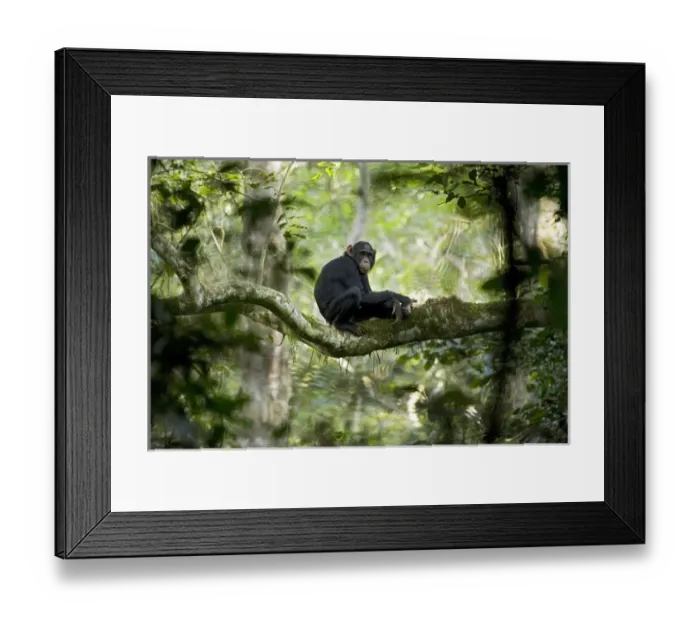 Framed Print : Africa, Uganda, Kibale National Park, Ngogo Chimpanzee Project Framed Print : Africa, Uganda, Kibale National Park, Ngogo Chimpanzee Project