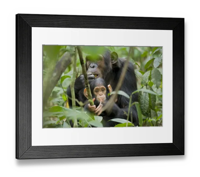 Framed Print : Africa, Uganda, Kibale National Park, Ngogo Chimpanzee Project. While his mom eats Framed Print : Africa, Uganda, Kibale National Park, Ngogo Chimpanzee Project. While his mom eats