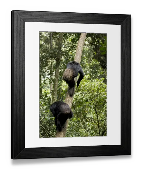 Framed Print : Africa, Uganda, Kibale National Park, Ngogo Chimpanzee Project. Natural climbers