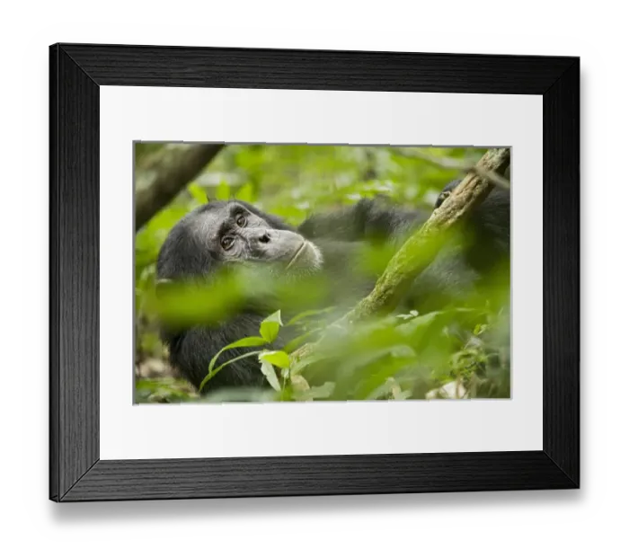 Framed Print : Africa, Uganda, Kibale National Park, Ngogo Chimpanzee Project Framed Print : Africa, Uganda, Kibale National Park, Ngogo Chimpanzee Project