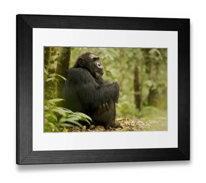 Framed Print : Africa, Uganda, Kibale National Park, Ngogo Chimpanzee Project