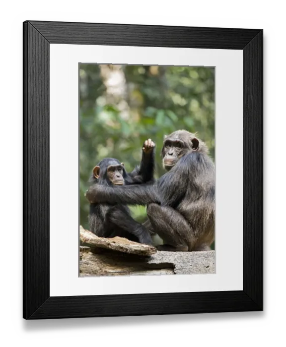 Framed Print : Africa, Uganda, Kibale National Park, Ngogo Chimpanzee Project Framed Print : Africa, Uganda, Kibale National Park, Ngogo Chimpanzee Project