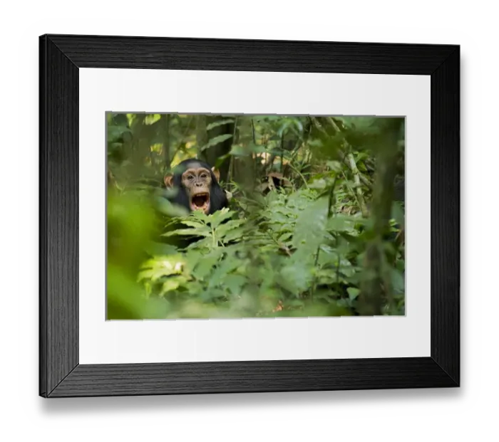 Framed Print : Africa, Uganda, Kibale National Park, Ngogo Chimpanzee Project Framed Print : Africa, Uganda, Kibale National Park, Ngogo Chimpanzee Project