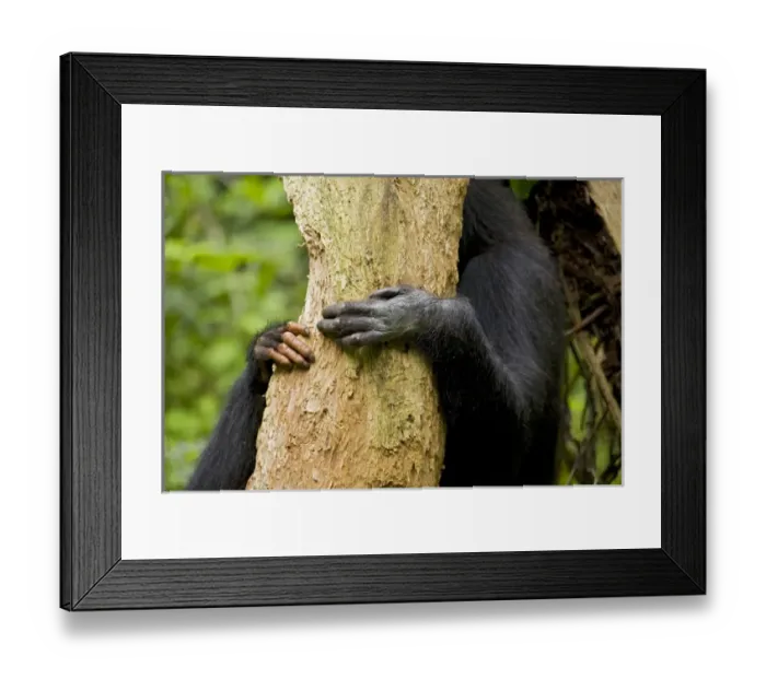 Framed Print : Africa, Uganda, Kibale National Park, Ngogo Chimpanzee Project Framed Print : Africa, Uganda, Kibale National Park, Ngogo Chimpanzee Project