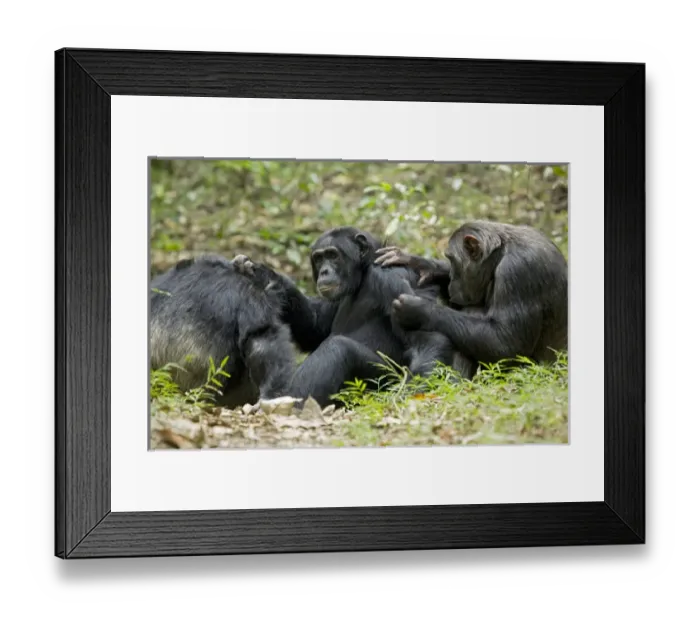 Framed Print : Africa, Uganda, Kibale National Park, Ngogo Chimpanzee Project