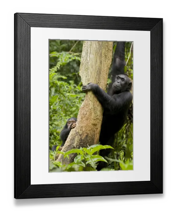 Framed Print : Africa, Uganda, Kibale National Park, Ngogo Chimpanzee Project. A female chimpanzee Framed Print : Africa, Uganda, Kibale National Park, Ngogo Chimpanzee Project. A female chimpanzee