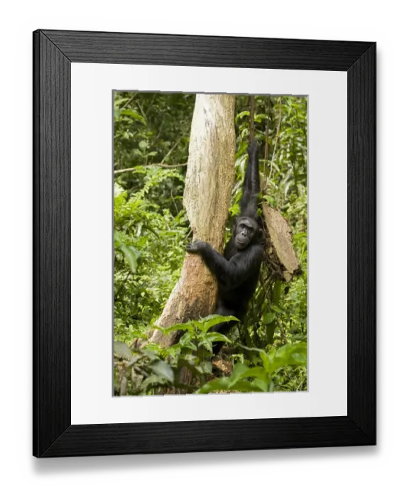 Framed Print : Africa, Uganda, Kibale National Park, Ngogo Chimpanzee Project