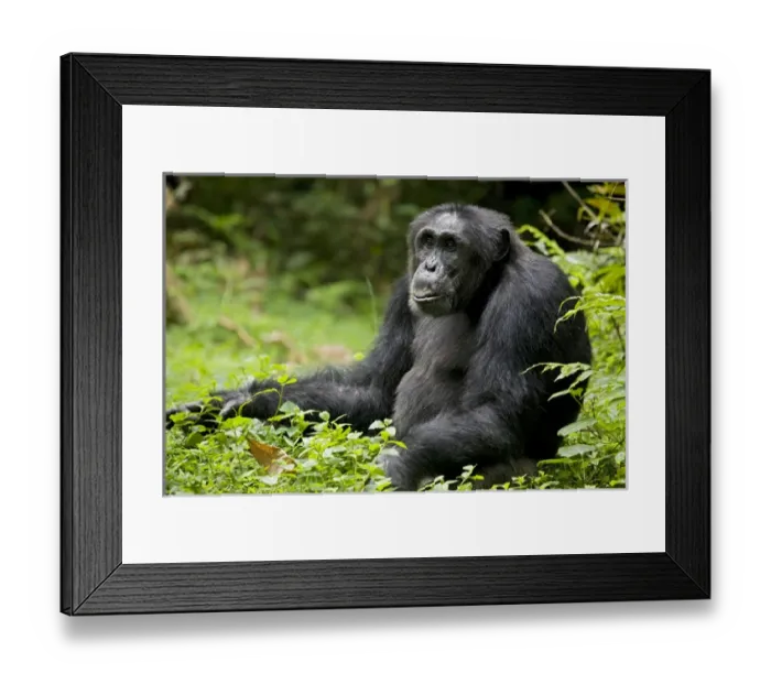 Framed Print : Africa, Uganda, Kibale National Park, Ngogo Chimpanzee Project