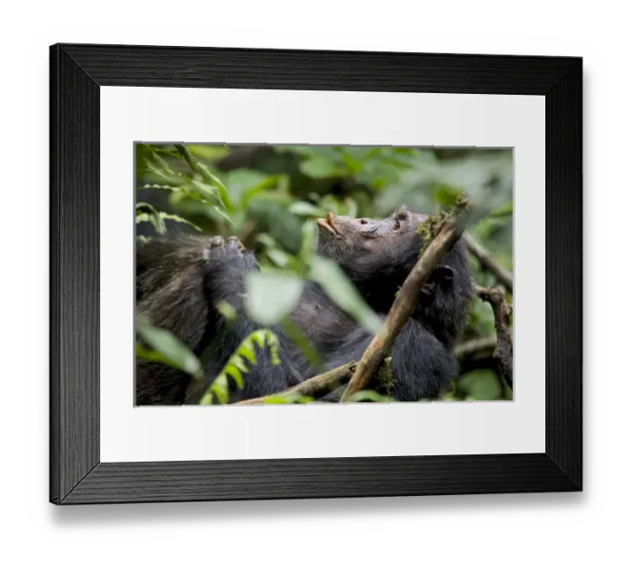 Framed Print : Africa, Uganda, Kibale National Park, Ngogo Chimpanzee Project Framed Print : Africa, Uganda, Kibale National Park, Ngogo Chimpanzee Project