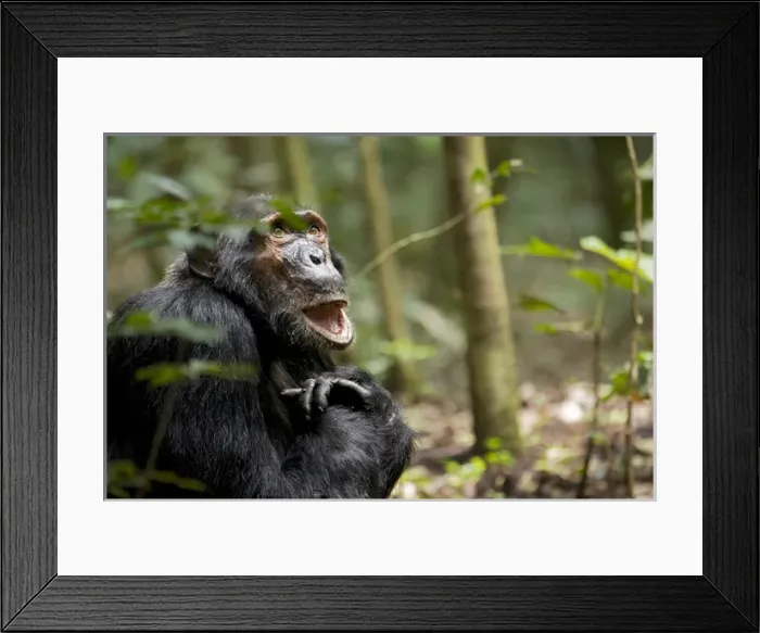 Framed Print : Africa, Uganda, Kibale National Park, Ngogo Chimpanzee Project Framed Print : Africa, Uganda, Kibale National Park, Ngogo Chimpanzee Project