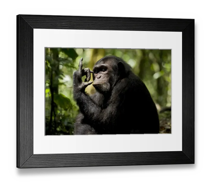 Framed Print : Africa, Uganda, Kibale National Park, Ngogo Chimpanzee Project Framed Print : Africa, Uganda, Kibale National Park, Ngogo Chimpanzee Project