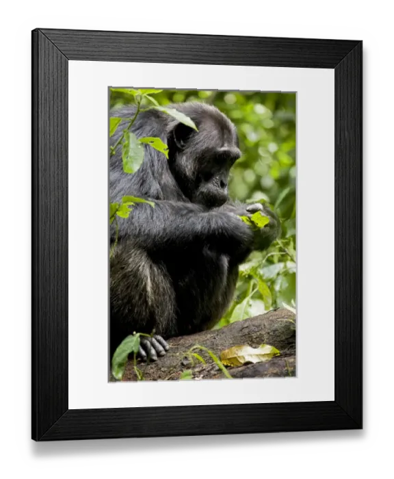 Framed Print : Africa, Uganda, Kibale National Park, Ngogo Chimpanzee Project Framed Print : Africa, Uganda, Kibale National Park, Ngogo Chimpanzee Project