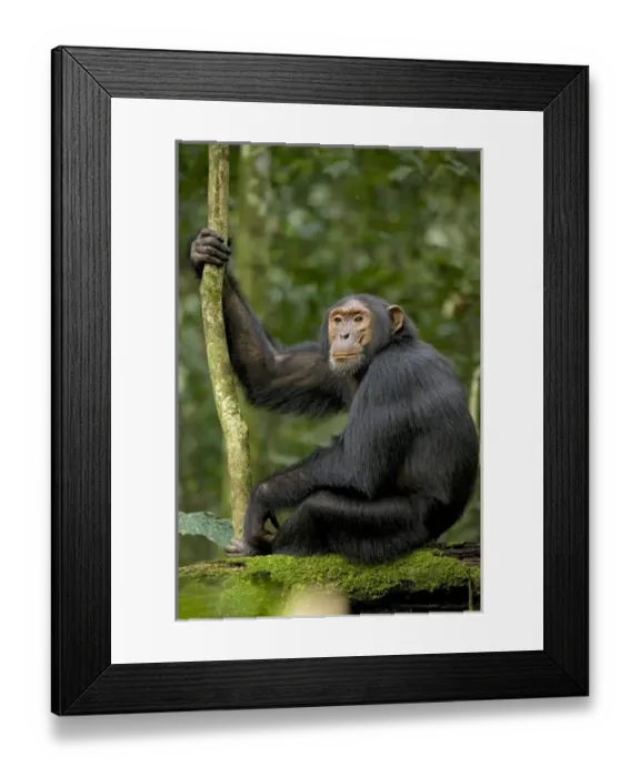Framed Print : Africa, Uganda, Kibale National Park, Ngogo Chimpanzee Project. A young adult chimpanzee listens Framed Print : Africa, Uganda, Kibale National Park, Ngogo Chimpanzee Project. A young adult chimpanzee listens