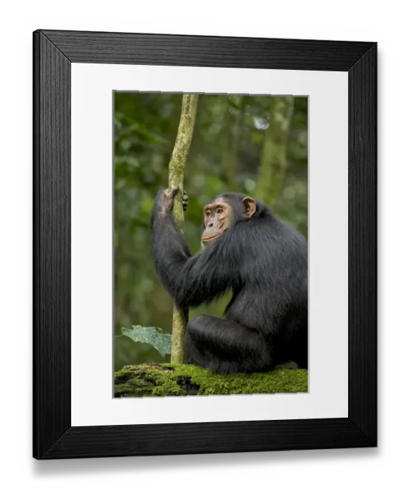 Framed Print : Africa, Uganda, Kibale National Park, Ngogo Chimpanzee Project. A young adult chimpanzee listens Framed Print : Africa, Uganda, Kibale National Park, Ngogo Chimpanzee Project. A young adult chimpanzee listens