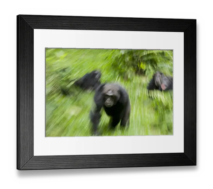 Framed Print : Africa, Uganda, Kibale National Park, Ngogo Chimpanzee Project Framed Print : Africa, Uganda, Kibale National Park, Ngogo Chimpanzee Project