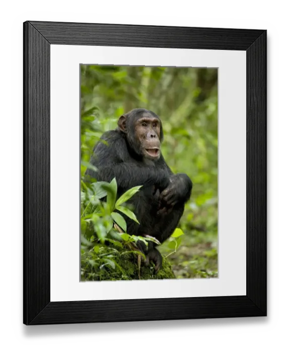 Framed Print : Africa, Uganda, Kibale National Park, Ngogo Chimpanzee Project. Observing his surroundings
