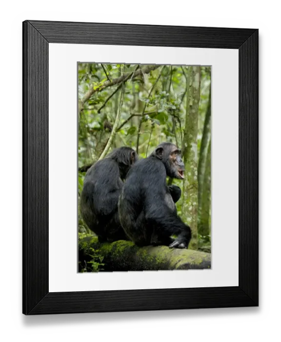 Framed Print : Africa, Uganda, Kibale National Park, Ngogo