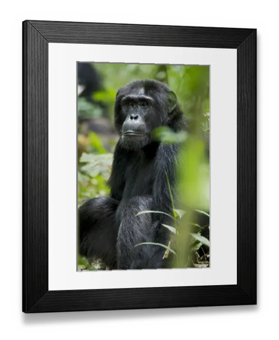 Framed Print : Africa, Uganda, Kibale National Park, Ngogo Chimpanzee Project
