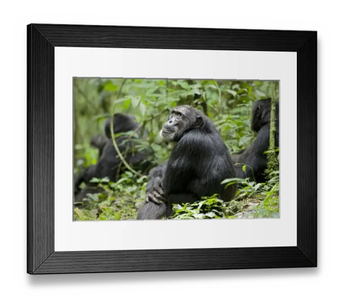 Framed Print : Africa, Uganda, Kibale National Park, Ngogo Chimpanzee Project. Sitting with his companions Framed Print : Africa, Uganda, Kibale National Park, Ngogo Chimpanzee Project. Sitting with his companions