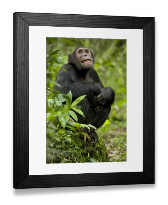 Framed Print : Africa, Uganda, Kibale National Park, Ngogo Chimpanzee Project. Observing his surroundings